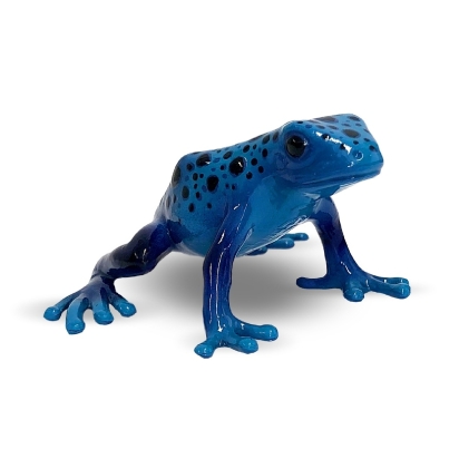 Grenouille arboricole Azureus