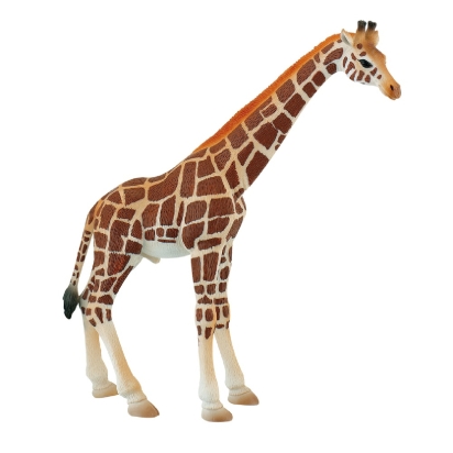 Girafe Mâle