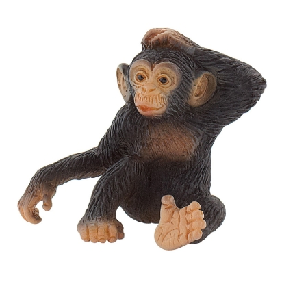 Chimpanzé jeune