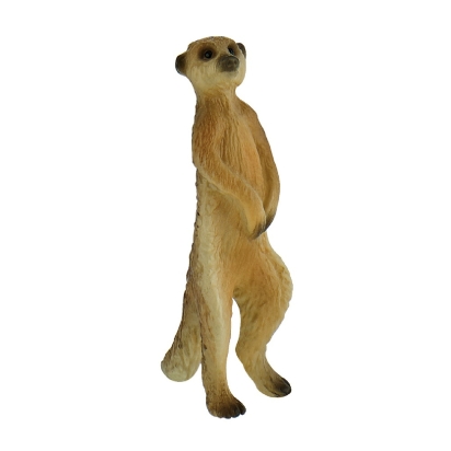 Suricate