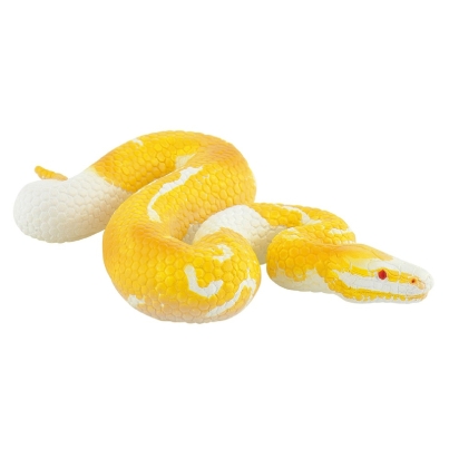 Python royal albinos