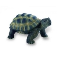 Tortue Terrestre