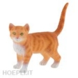 American Shorthair Francis
