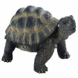 Tortue Terrestre