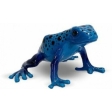 Grenouille arboricole Azureus
