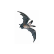Bébé chauve-souris