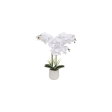 Orchidée Riva haut 60 cm avec pot cérami