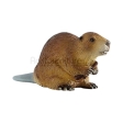 Castor