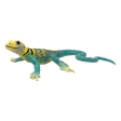Iguane à collier