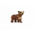 Ours Brun Jeune