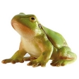 Grenouille agile