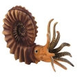 Ammonite