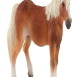 Jument Haflinger