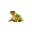 Grenouille agile