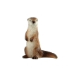 Loutre d'Europe