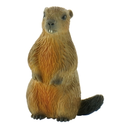 Marmotte