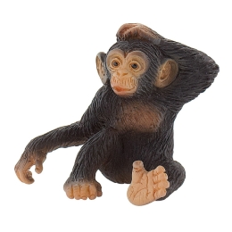 Chimpanzé jeune