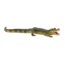Jeune alligator