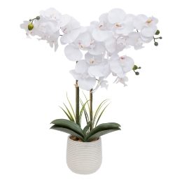 Orchidée Riva haut 60 cm avec pot cérami