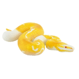 Python royal albinos